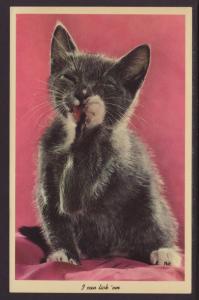 I Can Lick Em,Kitten Washing Paws Postcard