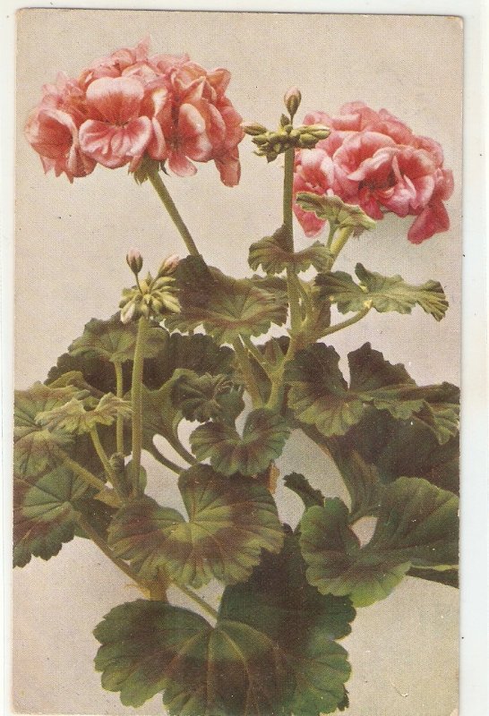 Flowers. Geraniumj.. Pelargonium Zonalee Nice oold vintage German postcard