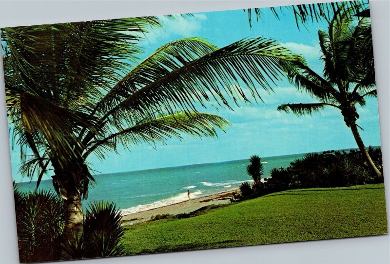 Postcard scenic Balmy Breezes Ocean view with palm trees