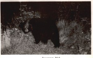 Postcard Real Photo Large Black Bear in Field Roscommon Michigan RPPC