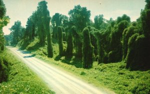 Postcard Kudzu Along The Highway Oriental Legume In A Single Season Mississippi