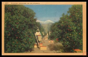 Picking Oranges in California
