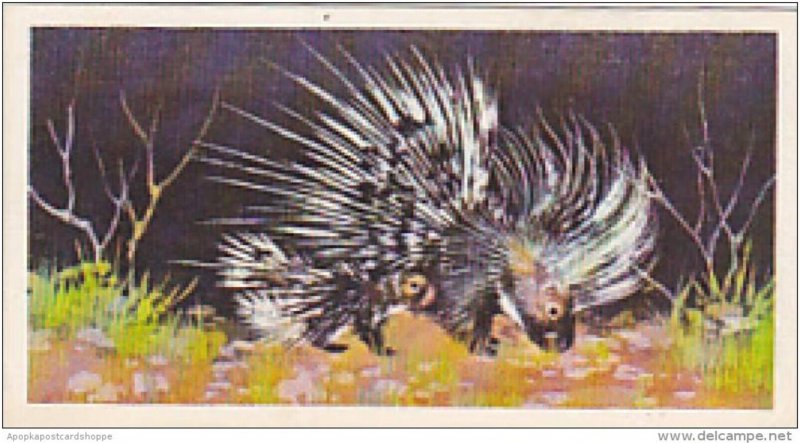 Brooke Bond Vintage Trade Card Wonders Of Wildlife 1976 No 31 Crested Porcupi...