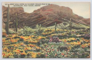 Linen~Desert Gold~Poppies~Pichaco Peak In Bkgd~Near Tuscon Arizona~Cactus~Vtg PC 