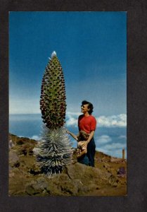 Hi Silversword Plant in Bloom Maui Haleakala Hawaii Postcard