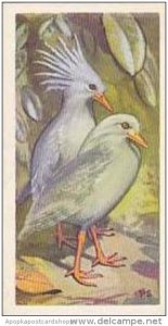 Brooke Bond Vintage Trade Card Wildlife In Danger 1963 No 34 Kagu