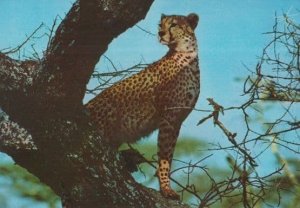 African Cheetah In Trees Kenya Nairobe South Africa Postcard