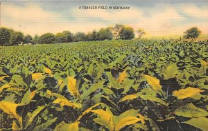 A tobacco field in KY USA Tobacco Unused 