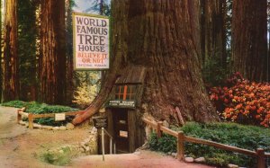 Postcard World Famous Tree House Redwood Highway North Of Laytonville California