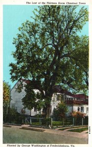 Vintage Postcard Old Horse Chestnut Tree Thirteen Horse Fredericksburg Virginia
