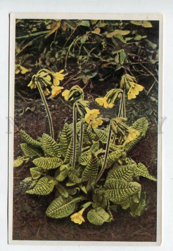 428067 Flower Primula elatior Vintage Sammelwerk Tobacco Card w/ ADVERTISING