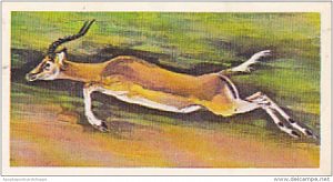 Brooke Bond Vintage Trade Card Wonders Of Wildlife 1976 No 5 Impala Jumping E...