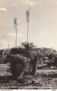 RP: Yucca Plants in bloom in the Southwest , 1930-40s