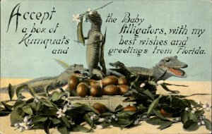 Florida Sending Kumquats and Baby Alligators CUTE Vintage Postcard