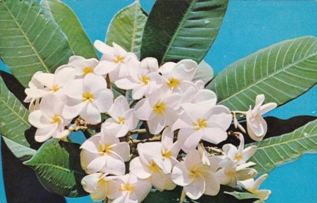 Hawaii Flowers The Plumeria 1968