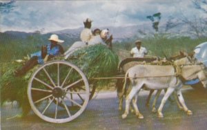 Jamaica Homeward Bound Native Donkey Cart