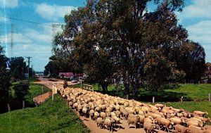 Australia Sheep Australian Rural Scene Postcard 09.91