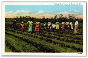 c1940's Picking Strawberries Scene At Hammond Louisiana LA Unposted Postcard