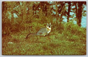 Jamestown Kentucky~Fox @ Lake Cumberland State Resort Park~Vintage Postcard
