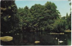 US, Unused Lithia Park, Ashland, Oregon.  Swans swim in a lake.