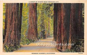A Group of Giants near Crescent City Redwood Highway, California, USA Logging...