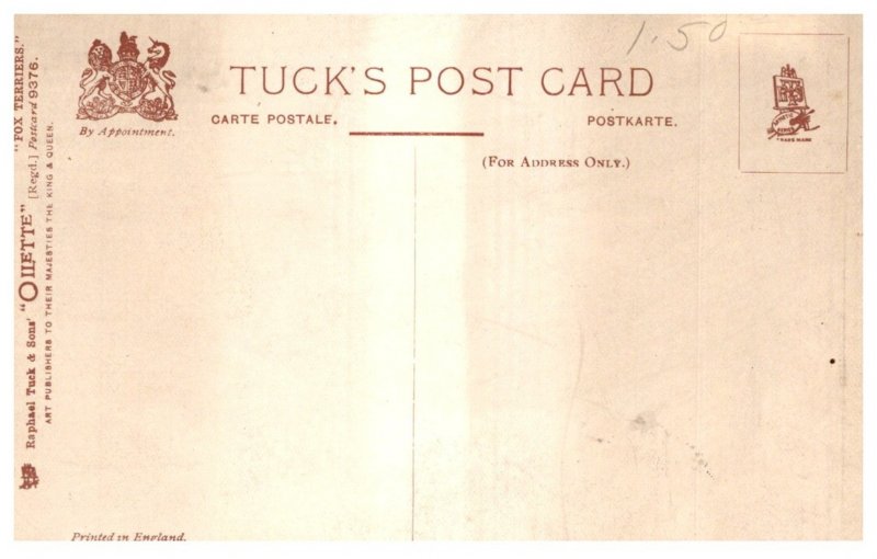 Dog , Fox Terries , Hunting gear