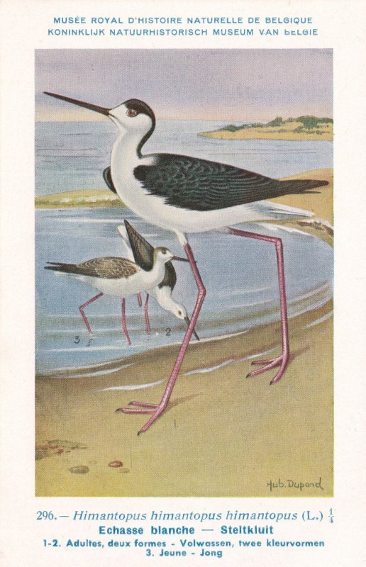 Black Winged Stilt Himantopus Himantopus WW2 Bird Rare Postcard