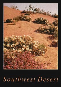 Vintage Postcard Southwest Desert Blooms Pink Sand Verbena & Primrose Arizona AZ