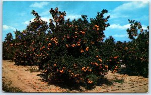 Postcard - Beautiful Orange Groves in Central Florida, USA