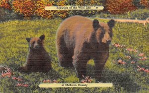 Mother and Cub McKean County Bear Unused 