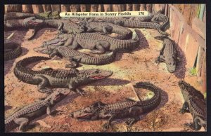 Florida An ALLIGATOR Farm in Sunny Florida - LINEN