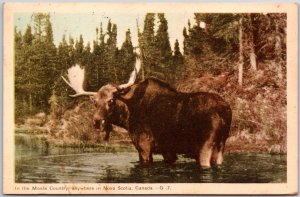 Moose Country Anywhere In Nova Scotia Canada Postcard