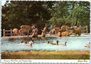 M-12021 European Red Deer and Canadian Geese