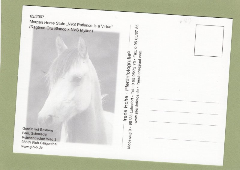 Morgan Mare Lovely Horse Postcard Head Study