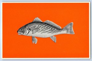 Russia Postcard Umbrine (Umbrina canariensis) V/O Prodintorg Exporter c1950's