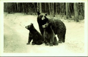 RPPC Black Bear Sow and Cubs Yellowstone National Park Real Photo Postcard Kodak