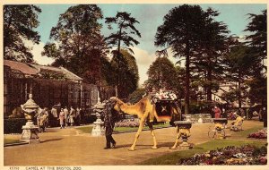 Bristol, England UK   KIDS On CAMEL RIDE At Bristol Zoo  VINTAGE  Postcard