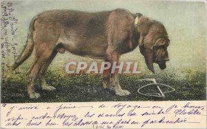 Old Postcard Dog