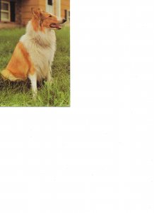 Animals. Dog Modern Spanish photo postcard