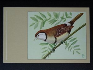 Bird Theme BICHENOS FINCH c1950s Postcard by P. Sluis Series 5 No.45