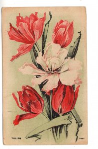 Botanical Print, Tulips, 2407, Used 1915, Nova Split Ring Cancel