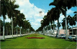Vtg 1961 Royal Poinciana Way Looking West Palm Beach Florida FL Postcard