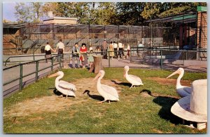 Vtg Canada Alberta Calgary Zoo St George's Island Pelicans Chrome View Postcard