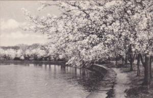 Washington D C Cherry Blossoms Potomac Park