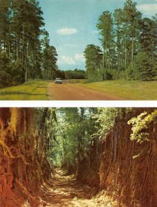 2~Postcards MS Mississippi  NATCHEZ TRACE PARKWAY 50's Car & The Old Trace View