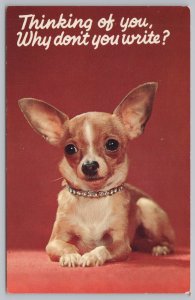 Chihuahua~Thinking Of You~Why Dont You Write~Red Bkgd~Plastichrome~Vintage PC