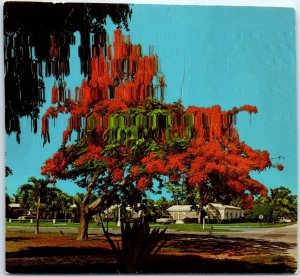 Postcard - The Royal Poinciana - Colorful Flame Tree Of Florida