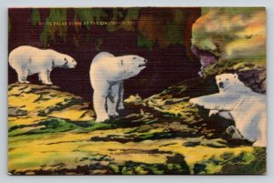Polar Bears   Cincinnati Zoo  Ohio   Postcard
