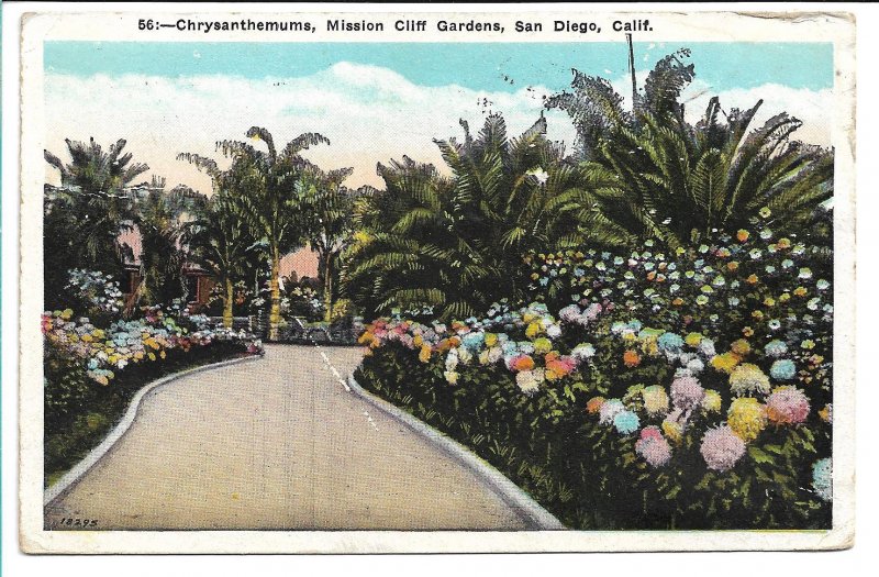 San Diego, CA - Mission Cliff Gardens, Chrysanthemums - 1925