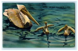 Mother and Baby Pelicans in Florida Birds Cute Animals Vintage Antique Postcard 